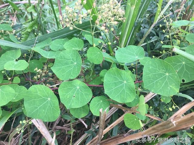 这种植物叶子像把伞,根块长在地面,殊不知是治"蛇咬伤