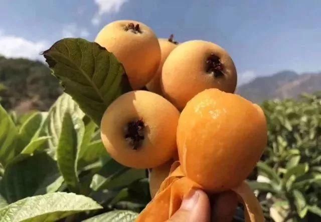 枇杷熟了，南岸广阳回龙邀你摘枇杷啦!