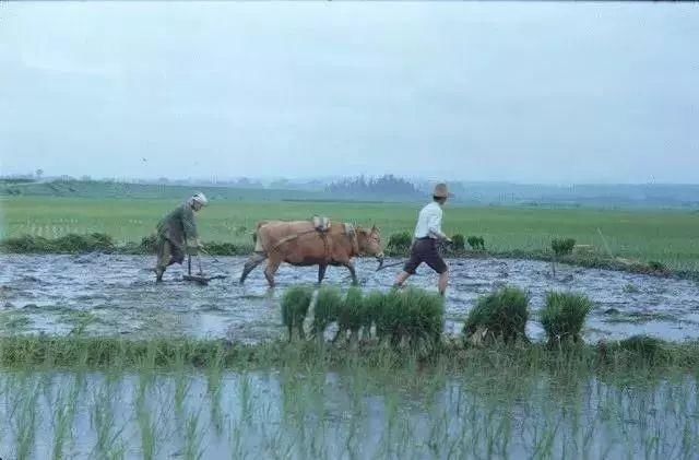 五十年代的日本是怎样的?