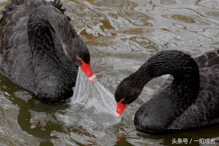 黑天鹅误把塑料袋当食物争抢 每年因此致死动