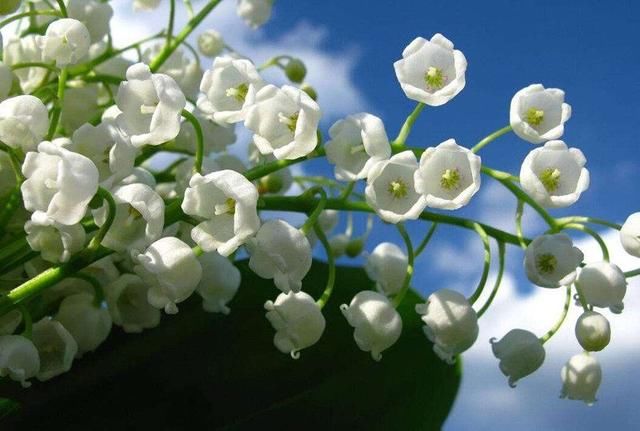 这几种花,北方地区也能露养!花开一整年,怎么养都养不死!