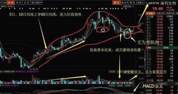 老操盘手无意泄露“老鸭头”奥秘，散户纷纷记下，跟庄吃肉！