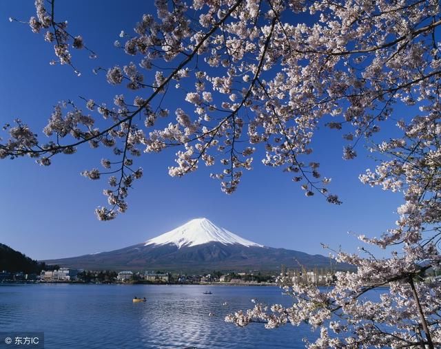 日本哪里值得去?樱花季攻略都在这