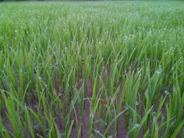 2018年,农业企业中融资成功的7家经典案例