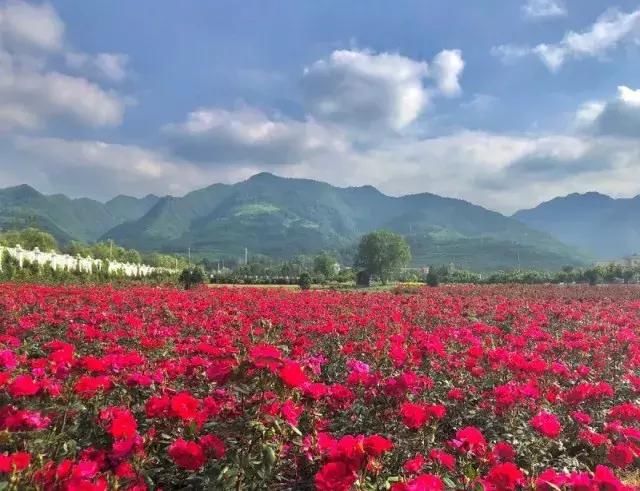 夏爽中国嗨西安｜美炸了！楼观那片最美花海就等你来撩！