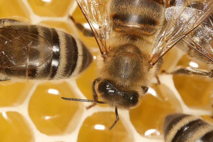 咖啡因可以提神却不醒脑:嗨是嗨了,效率更低