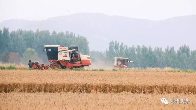 南阳小麦收割“第一镰” 拉开小麦收割序幕