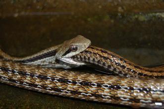 梦境解析,我前天晚上梦见了几条长着三条尾巴的蛇 梦境解析,我前天晚上梦见了几条长着三条尾巴的蛇