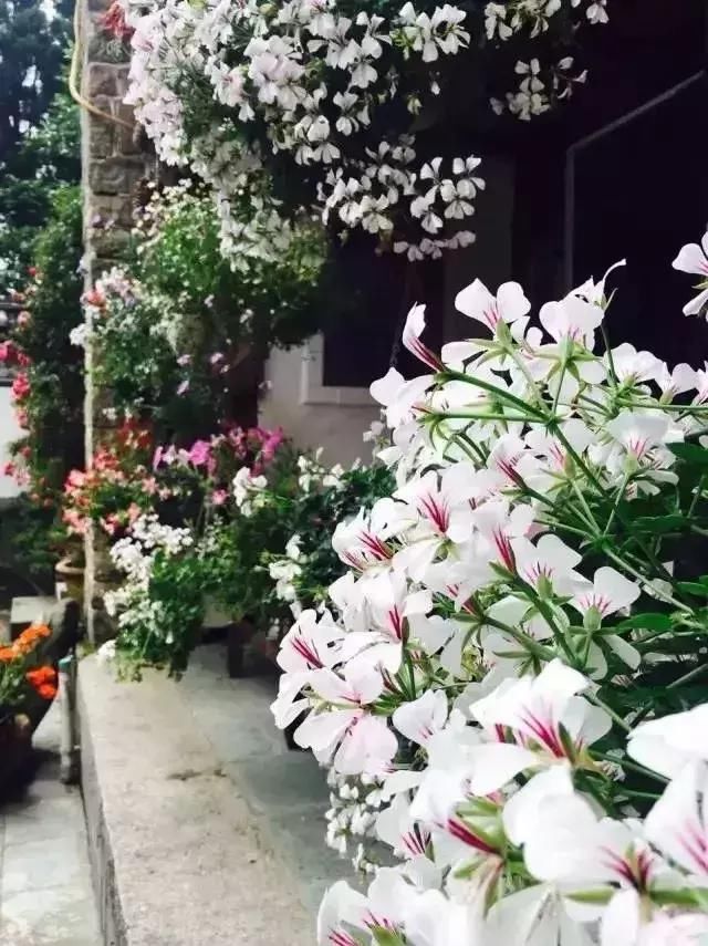 中国最美的尼姑庵，不烧香只种花，韩红也慕名而来！