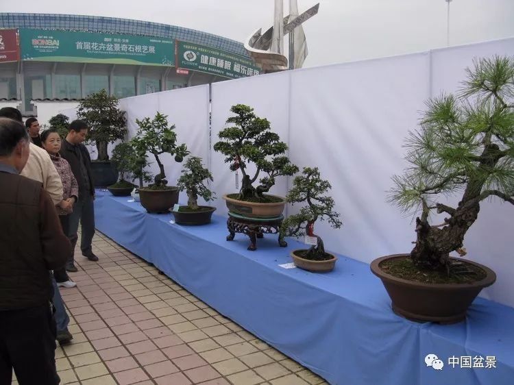 陕西安康花卉盆景奇石根艺作品欣赏