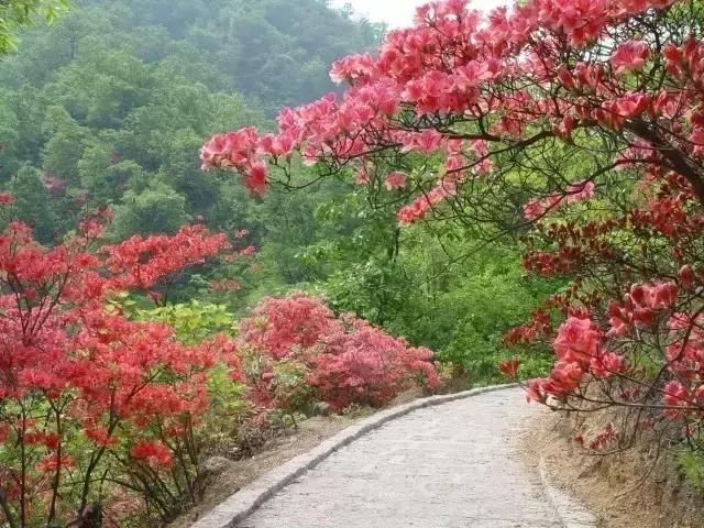 河南这5个地方的野生杜鹃山都染红了天！趁着假期赶紧看花去