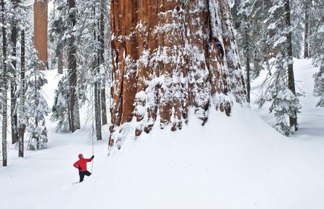 世界排名第一大树,年龄2700岁,重2000吨,高83