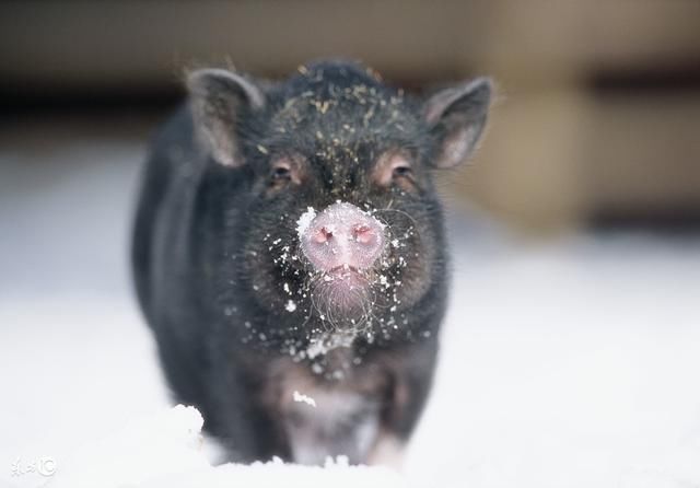 故事:农夫欲杀猪而食,猪泪如泉涌,问它哭啥,猪喊