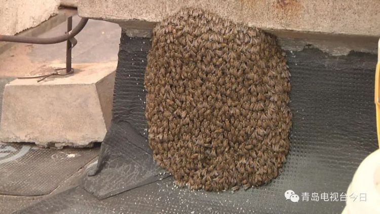 密集恐惧症慎入!数千只蜜蜂楼顶筑巢吓坏居民