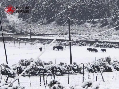 烟台、辽宁冰雹，四川阿坝降雪、降雨…今年极端天气频发，农户受