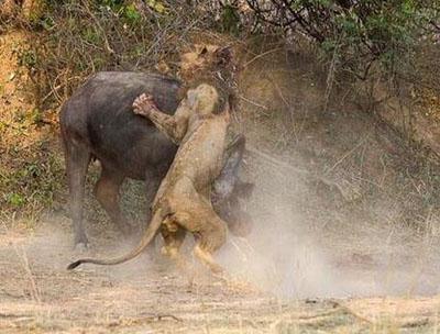 杀死人的动物 t012949f183b4fba1c1.jpg