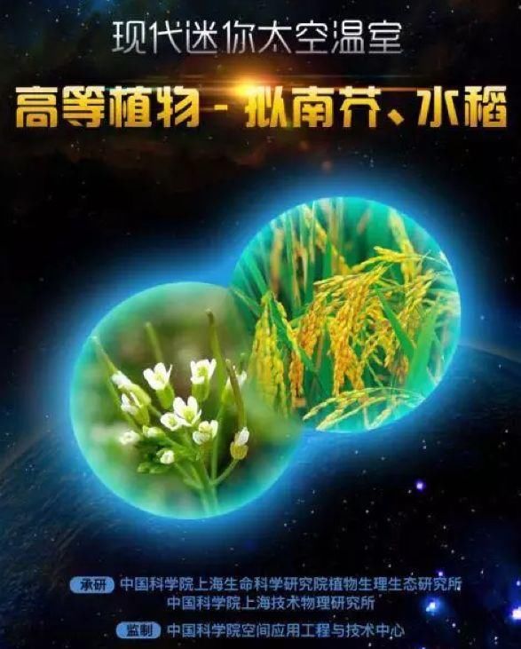 星际旅行食物怎么办？别担心，“天宫二号”已经在进行植物实验