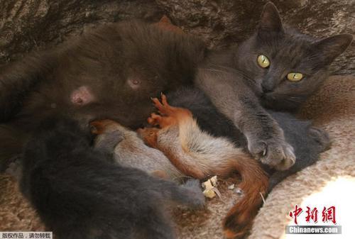 猫妈妈收养四只松鼠宝宝