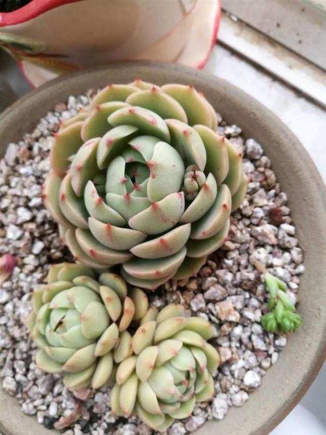 春季给变软的多肉植物浇水,叶片居然裂开了?