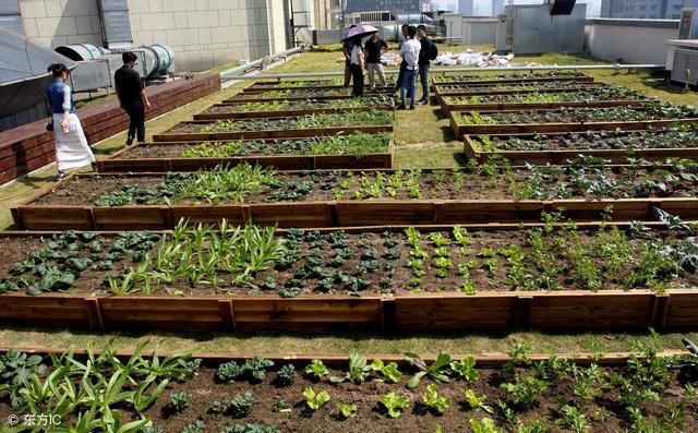 夏天怕热？钢筋水泥上“种菜”降温 空调都不用开