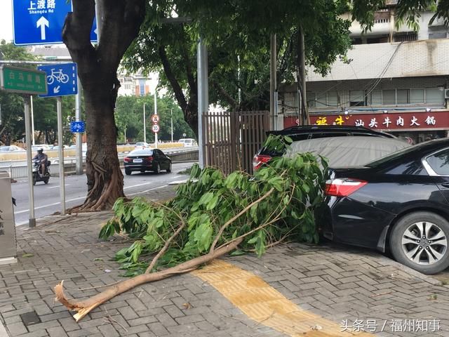 今天下午福州狂风暴雨，路边的大树成了重灾区