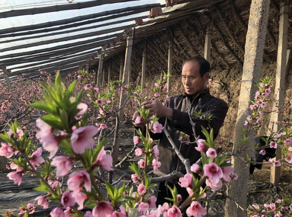 脱贫致富春意暖寒冬腊月“桃花开”