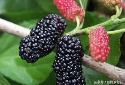 春天来了，农村这几种东西马上可以吃了，你吃过吗？