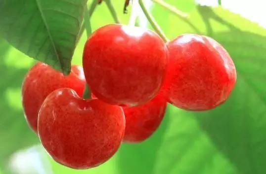 樱桃琥珀哪里播放 t012a48319c81ffccf4.jpg