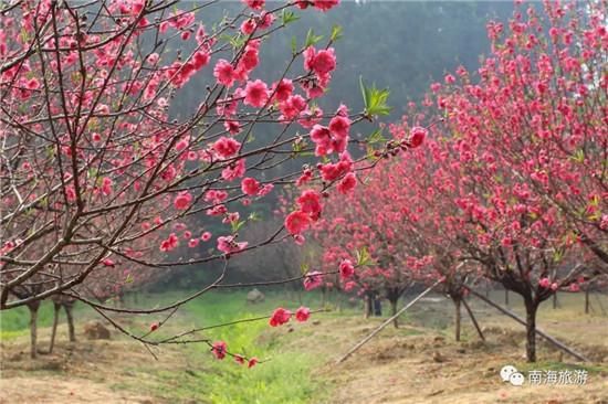 春节天气温暖 南国桃园漫山桃花已绽放