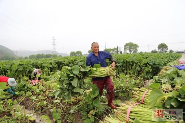 湖州：冒雨抢收山露