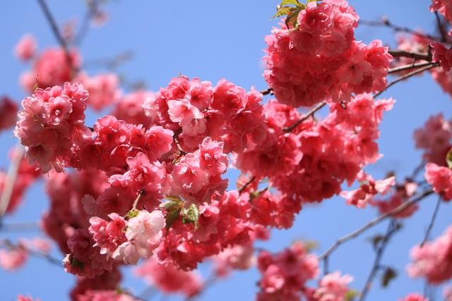 昆明圆通山樱花盛开,赏花正当时