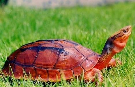 金钱龟养殖加盟