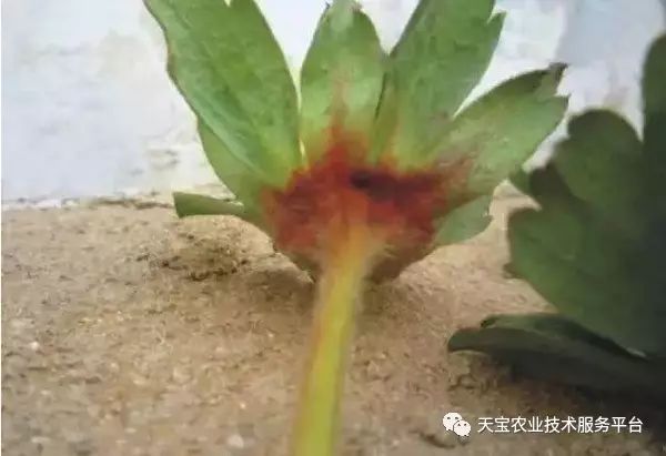 草莓高清病害图谱!