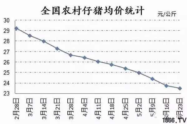 Zhu价吹响上涨号角，天气因素将助力猪价继续腾飞!