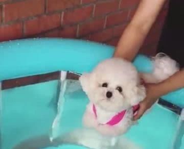 小萌狗第一次学游泳,当它抬头的那一刻,网友:萌