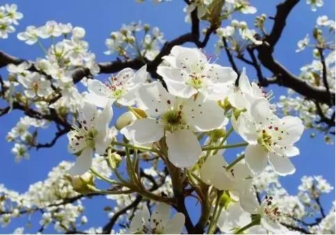 樱花桃花梅花兰花……3月，湖北的名字叫“花海”！