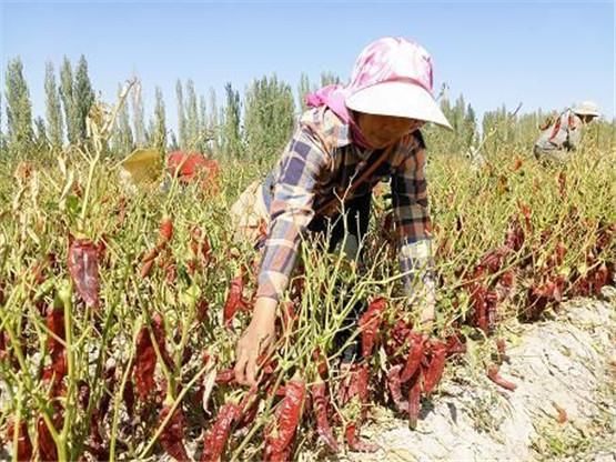 新疆焉耆盆地红色辣椒走向世界引领农民增收致富