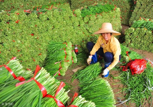 年后春耕要开始了，今年种这些长得好、不愁卖、能赚钱，您觉得呢