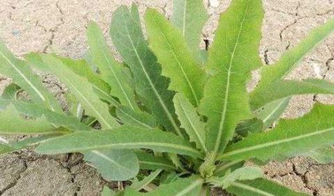 农村里的这种野草,比蒲公英的作用还要好,泡茶