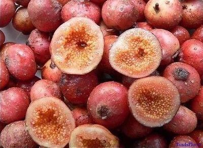 农村娃小时候常吃的野地瓜竟然是个宝,有多少