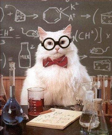 猫的脱口秀段子视频合集,猫的脱口秀段子视频合集下载