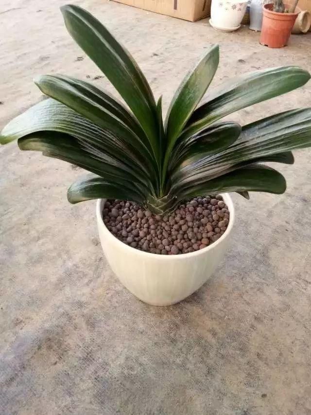 你家的盆栽到啦！快来领取！