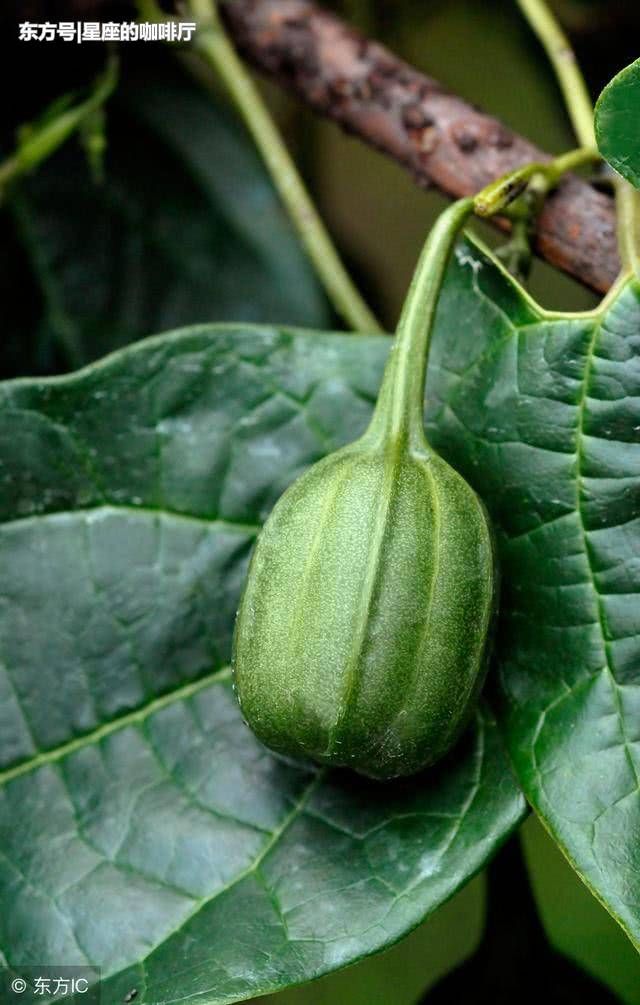 这种农村野生物，外观独特，不要忽视它，民间药用价值极高！