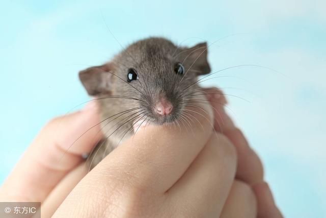 鼠是什么科属的 t012cbb3dc0faa8e8c2.jpg