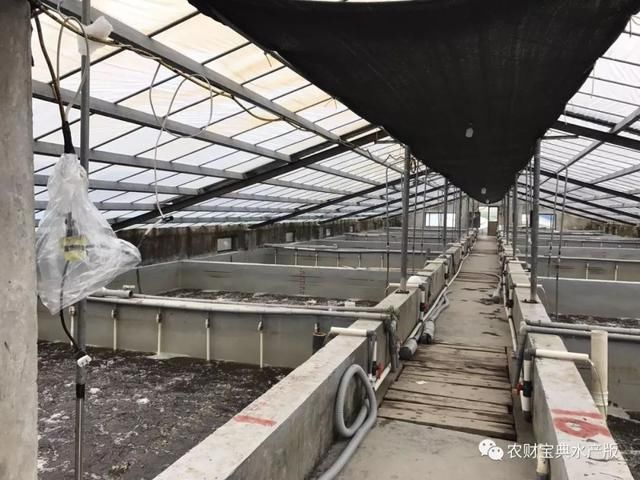 这家苗场年销10亿尾虾苗，还做动保和饲料，一年卖出3000吨虾料