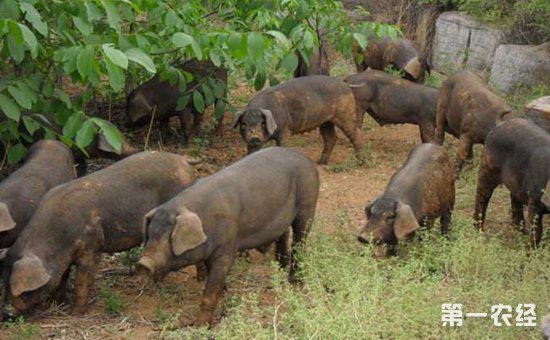 猪拉肚子怎么办?猪拉肚子吃什么药好?