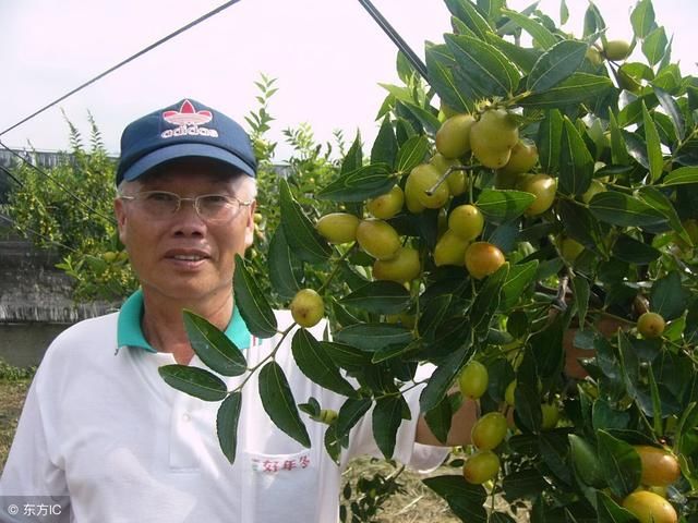 台湾香蕉引进全面叫停，台湾农民被说苦点没关系，还有一点是好事