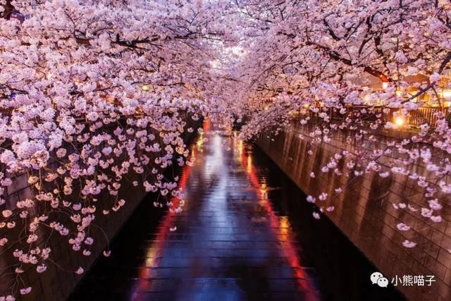 还在烦恼去哪看樱花?你绝对不可错过的9大赏樱圣地!