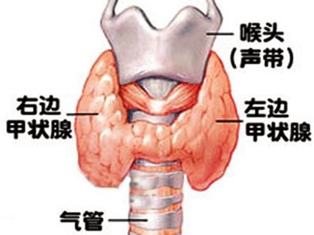 告别甲状腺疾病--甲状腺指标科学解读!