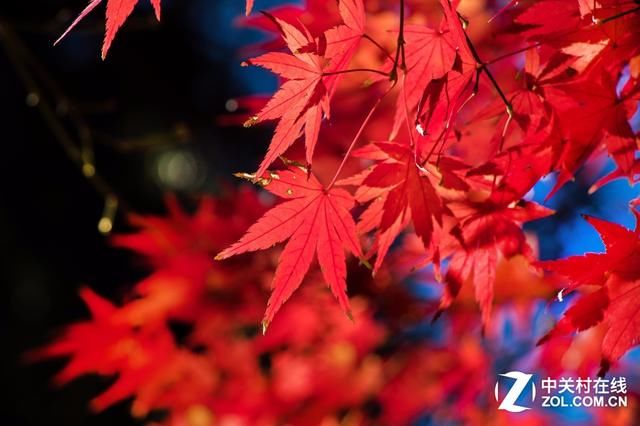 大C游世界 秋季旅拍日本东京的红叶街景